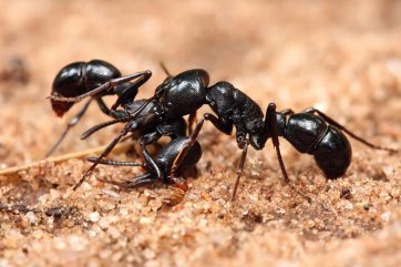 Five things ants can teach us about management
